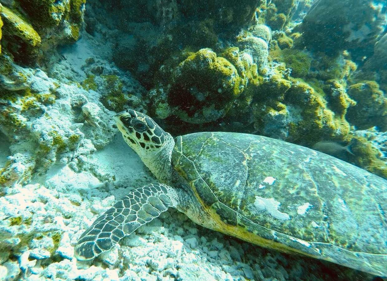 Kirulhiya Maldives Hotel Omadhoo Eksteriør billede